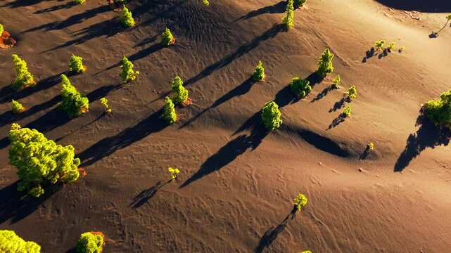 Aerial views of pine trees casting long shadows on the black volcanic ground. The nature reserve on the island of la palma is a UNESCO biosphere reserve