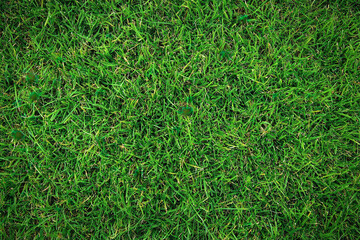 Lush Green Grass Texture Background Ideal for Nature Themes, Landscaping Projects, and Outdoor Designs, Perfect for Various Creative Uses and Applications