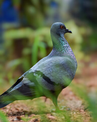 bird pigeon