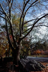 Naklejka premium trees in autumn