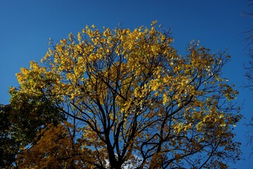 Fototapeta premium autumn trees against blue sky