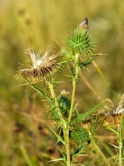 images of wild plants. photos of thorns in nature.