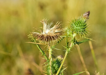 images of wild plants. photos of thorns in nature.