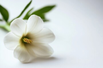 A beautiful white flower sits atop a bed of lush green leaves on a white surface