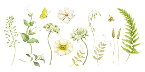 White wild and garden flowers, herbs, ears - collection of watercolor illustrations, isolated on white. All elements combine well with each other and look good in compositions and patterns