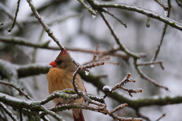 Female cardinal bird during Texas icy winter in tree branches closeup