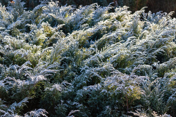 green branches juniper Virginia Hetz covered with frost after the first autumn frosts. Natural background