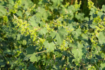 photos of thorny plants that grow spontaneously in nature.