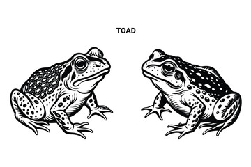 Editable Silhouette Toad Isolated Vector Illustration