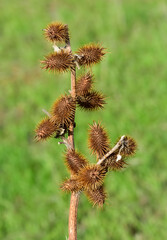 photos of thorny plants that grow spontaneously in nature.