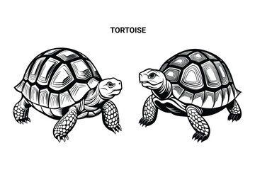 Editable Silhouette Tortoise Isolated Vector Illustration
