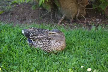 Mallard Duck Resting on Grass