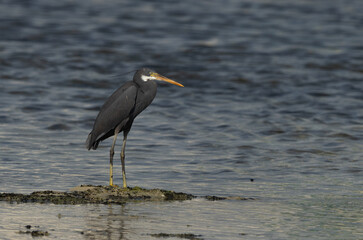 Portrait of a Western reef heron, Bahrain