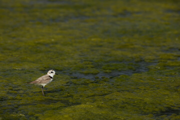 Kentish Plover on green at mameer creek, Bahrain