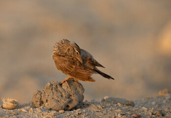 Crested Lark preening at Nurana island, Bahrain