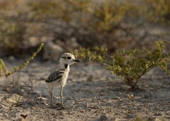 Portrait of a Juvenile Black-winged Stilt at Asker marsh