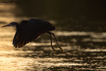 Western reef heron takeoff at Tubli bay, Bahrain