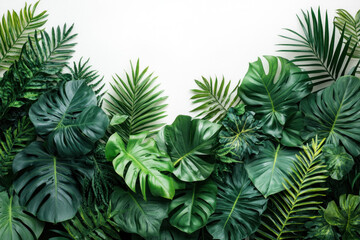 Green plant with leaves on a white background.