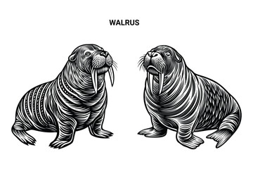 Editable Silhouette Walrus Isolated Vector Illustration
