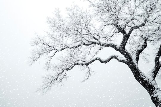 A solitary snow-covered tree stands tall in a vast open field, ideal for winter scenery or rustic-themed designs