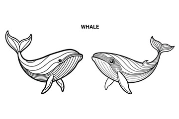 Editable Whale Isolated Outline Vector Illustration
