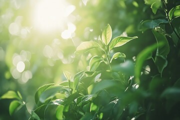Natural Green Leaves Bathed in Warm Sunshine, Capturing the Essence of Growth, Life, and Serenity in a Lush Garden Environment