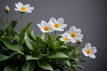 Obraz premium there are white flowers in a vase with green leaves