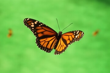 Naklejka premium A monarch butterfly soars through the air, its iconic orange and black wings visible as it flies