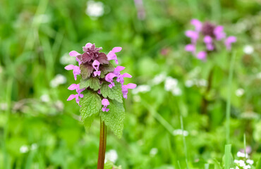 photos of wildflowers and wildflowers. dead nettle flower.