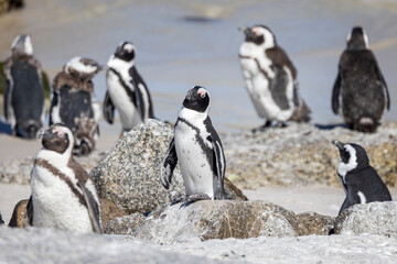 Fototapeta premium Close up of South African penguins standing on rocks close to the sea at Boulders Beach near Cape Town, South Africa
