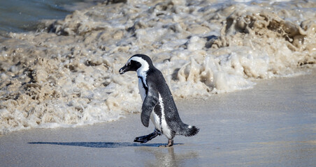 Fototapeta premium Single South African penguin striding into surf at Boulders Beach near Cape Town, South Africa