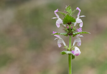 wild plants, medicinal plants, medicinal flowers photos