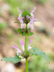 wild plants, medicinal plants, medicinal flowers photos