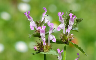 wild plants, medicinal plants, medicinal flowers photos