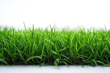 Fototapeta premium A close-up shot of lush green grass on a white surface