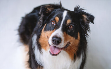 A dog with a tri-colored coat, predominantly black, white, and brown. The dog has bright, expressive eyes and is panting with its tongue slightly out.