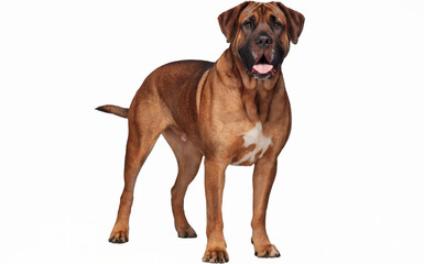 Obraz premium A large, robust dog standing upright. The dog has a brindle coat, a muscular build, and a friendly expression with its mouth slightly open, revealing its tongue. 