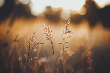 Light Blurred Rice Grains in Natural Field Setting