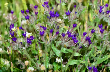 photos of wild plants and wild flowers