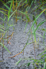 Raindrops on the water