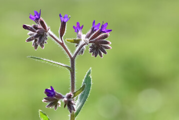 photos of wild plants and wild flowers