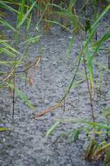 Raindrops on the water