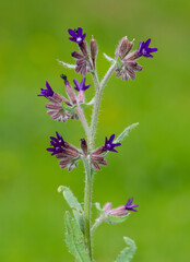 photos of wild plants and wild flowers
