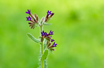 photos of wild plants and wild flowers