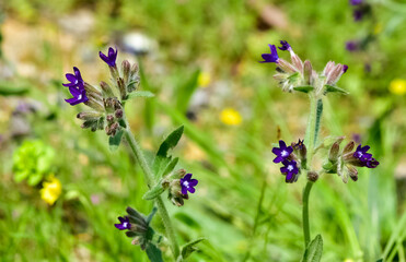 photos of wild plants and wild flowers
