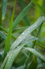 Blades of grass after the rain