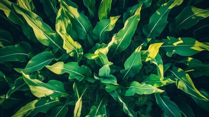 Aerial View of Lush Green Countryside with Natural Lighting