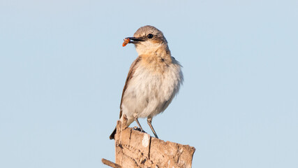 red billed hornbill