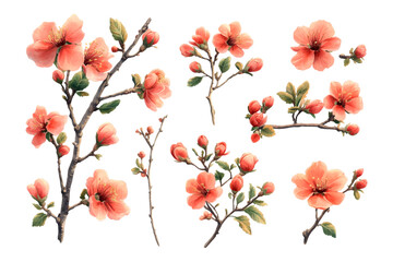 Spring red flowers. Watercolor flowers. 