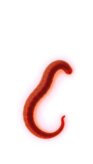 Fototapeta premium animal earth worm isolated on white background, glowing neon